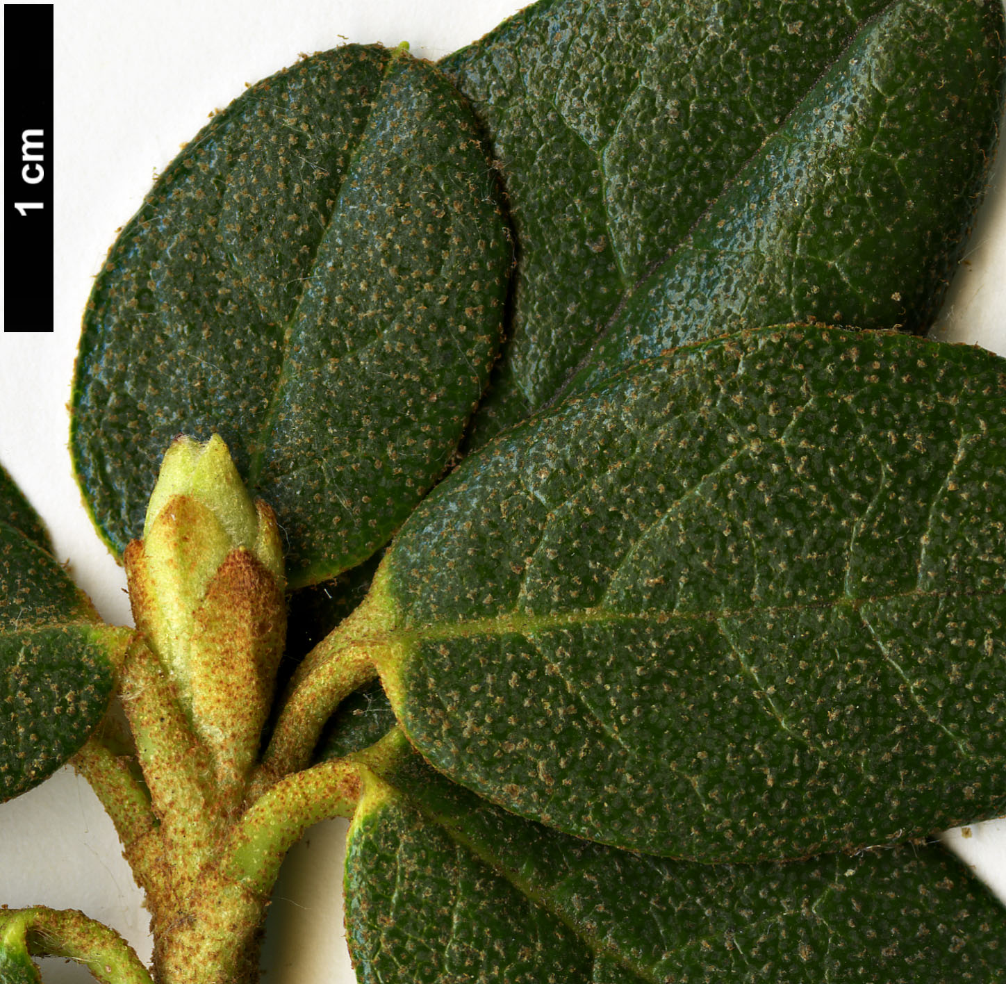 High resolution image: Family: Ericaceae - Genus: Rhododendron - Taxon: anthopogon - SpeciesSub: subsp. anthopogon 'Betty Graham' High resolution image: Family: Ericaceae - Genus: Rhododendron - Taxon: anthopogon - SpeciesSub: subsp. anthopogon 'Betty Graham'